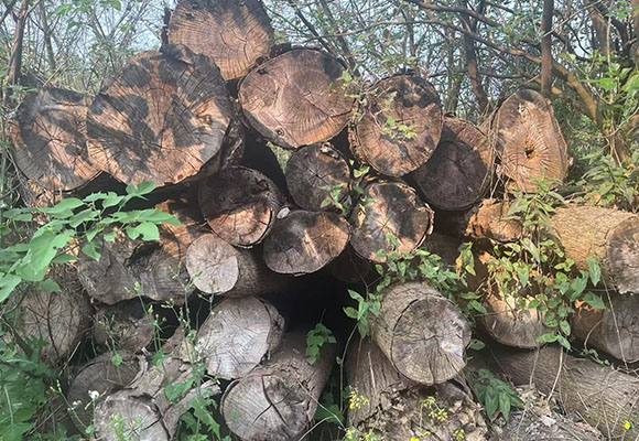 一批涉案木材網(wǎng)絡(luò)拍賣公告（2）